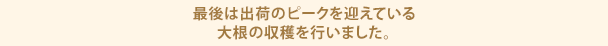 最後は出荷のピークを迎えている大根の収穫を行いました。