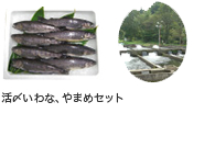 菅原