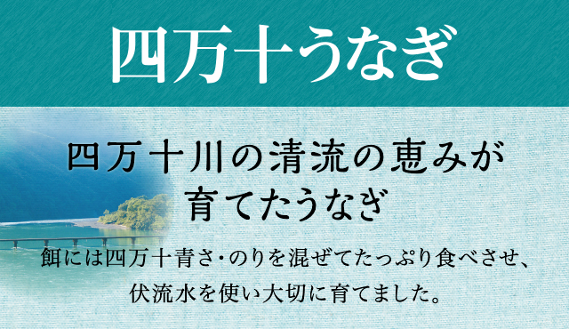 数量限定イトーヨーカドーの超特大 四万十うなぎ